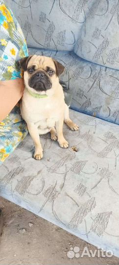 Мопс девочка 9месяцев,привита