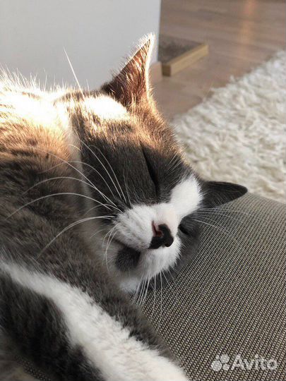 Передержка для животных