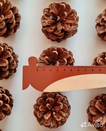 Шишки крымской сосны