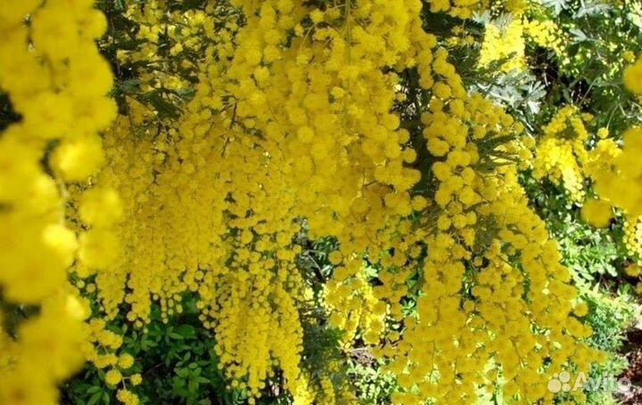 Саженцы Мимоза,кассия,сесбания,кампсис,глициния