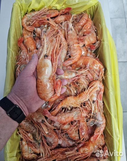 Креветка Ботан Крупный Оптом