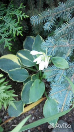 Хосты и гейхера