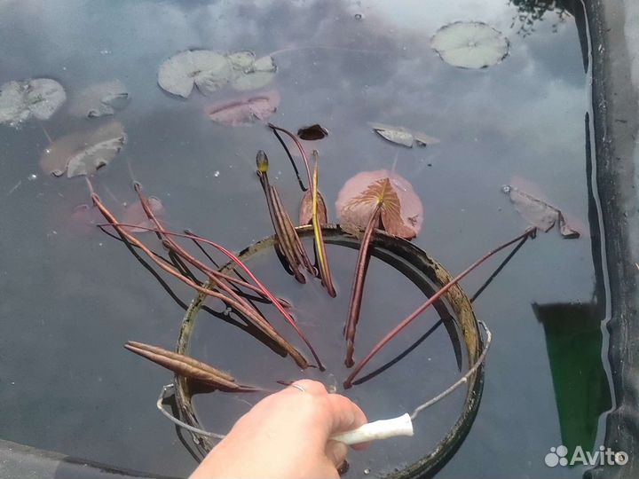 Нимфеи кувшинки