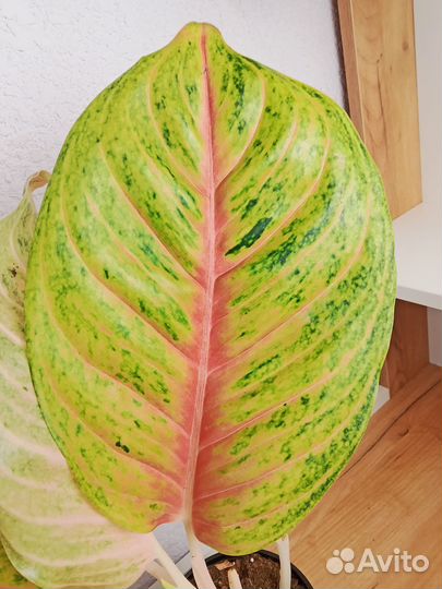 Аглаонема Гранд блоссом