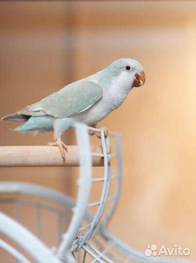 Птенцы калита, квакер, монах зеленые