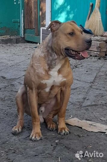 Американский питбультерьер рр вязка