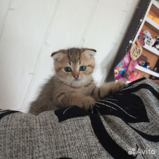 Вислоухие котята