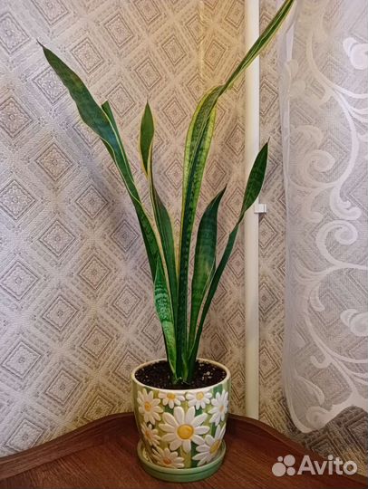 Сансевиерия лауренти