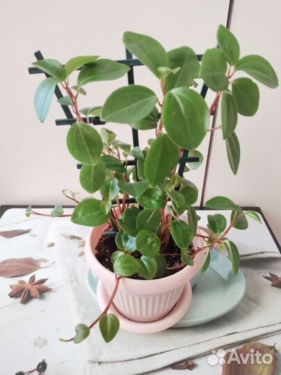 Пеперомия круглолистная