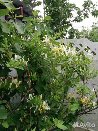 Продается жимолость