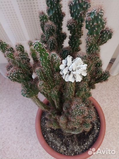 Кактус большой