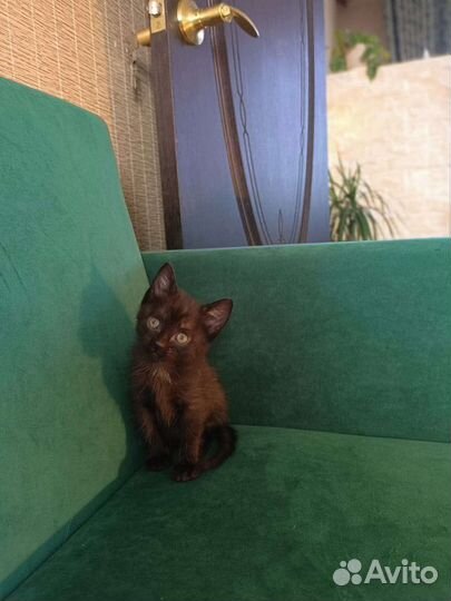 Котята в добрые руки 1 месяц