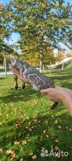 Серебряные котята