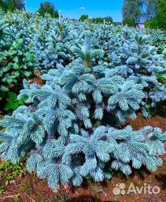 Ель голубая