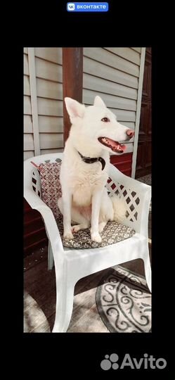 Метис лайки