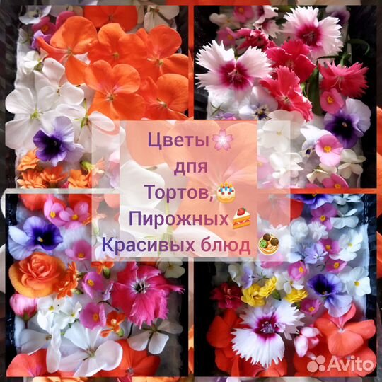 Микрозелень, Витграсс, съедобные цветы