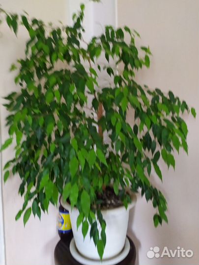 Продам цветы домашние