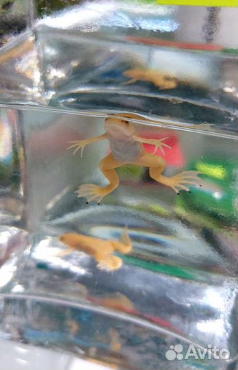 Шпорцевая лягушка