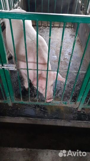 Настил для свинарников коровников