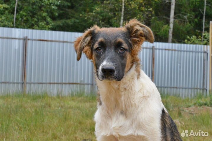 Мальчик Дон ищет дом