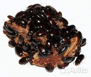 Жук Знахарь, Аргентинский, Чернотелка, Здравница