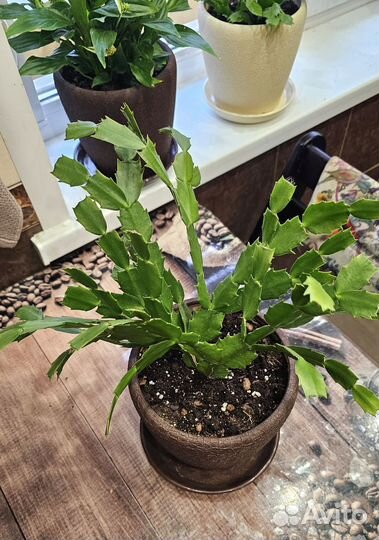 Декабрист шлюмбергера сортовой