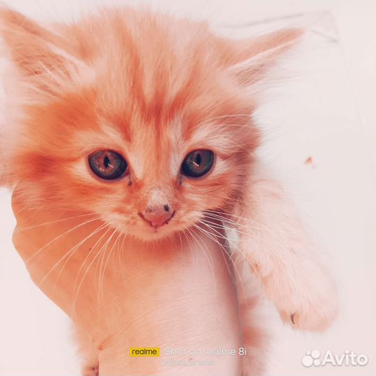 Маленькие пушистики ищут семью. очень пушистые