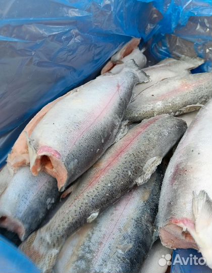 Сëмга, форель свежемороженная