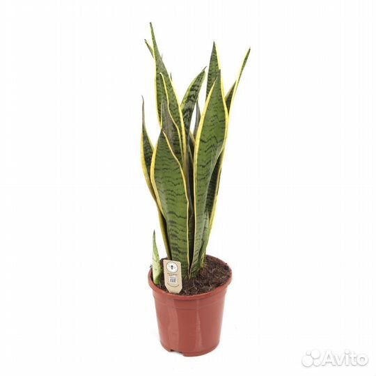 Высокие растения