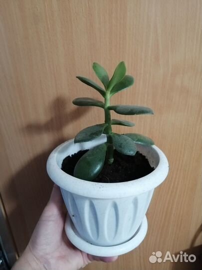 Денежное дерево