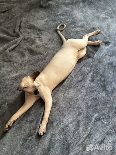 Канадский сфинкс