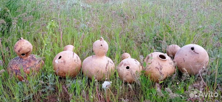 Тыква лагенария