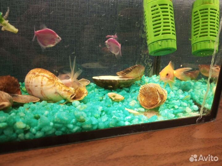 Аквариум с рыбками