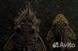 Сом анциструс самочки и самцы