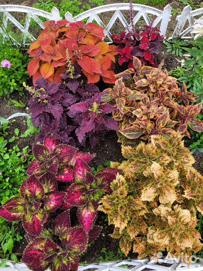 Колеусы вегетативные срезы