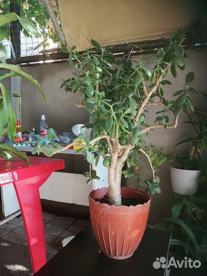 Денежное дерево толстянка