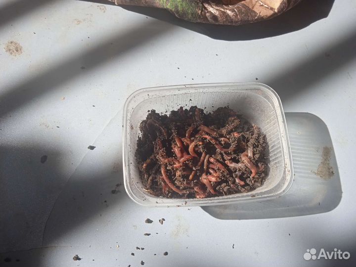 Черви для рыбалки