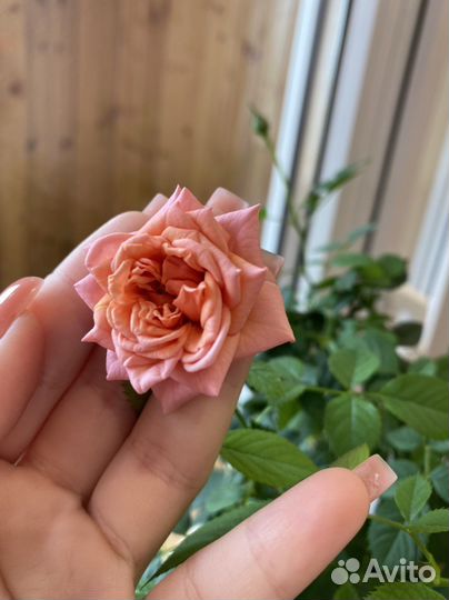 Роза комнатная