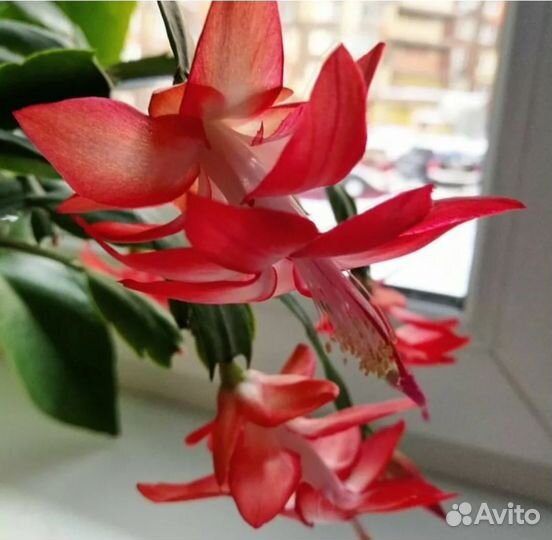 Декабристы и другие комнатные цветы