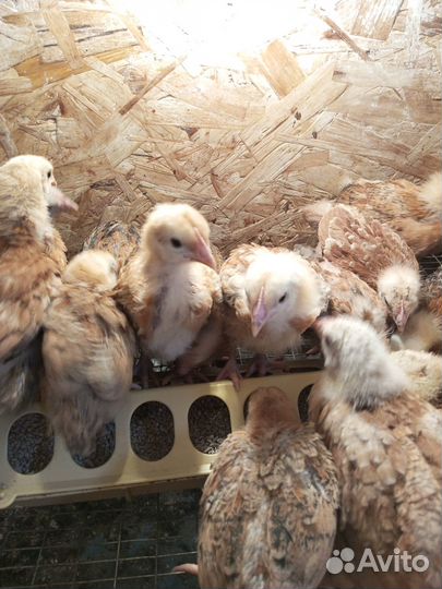 Цыплята суточные