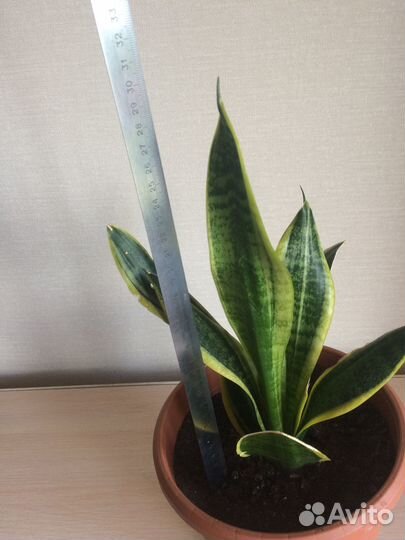 Сансевиерия