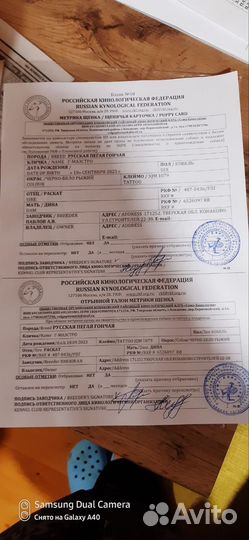 Щенок Руско пегой гончей