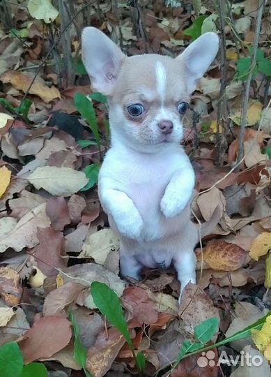 Чихуахуа девочки