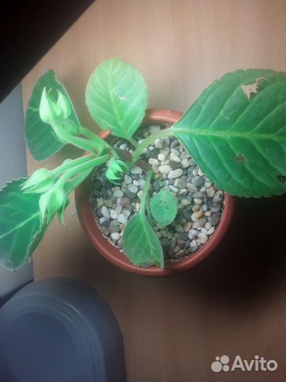 Глоксиния махровая бордовая