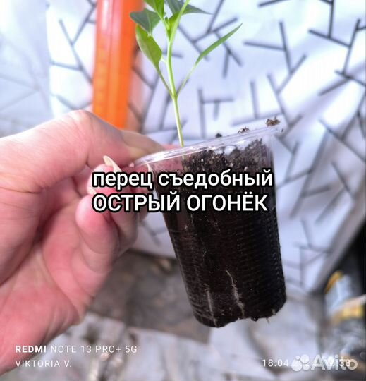 Перчик острый 3 вида