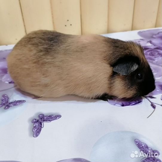 Морская свинка с клеткой