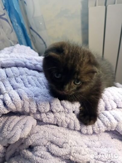 Шотландские котята