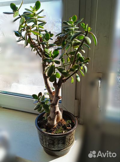 Толстянка, денежное дерево