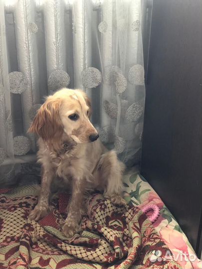 Продам собаку спаниеля