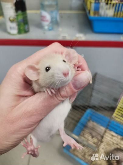 Крыса дамбо